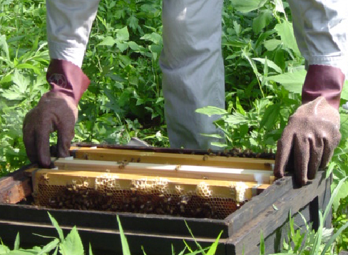 大場養蜂園 会社概要 有限会社 大場養蜂園