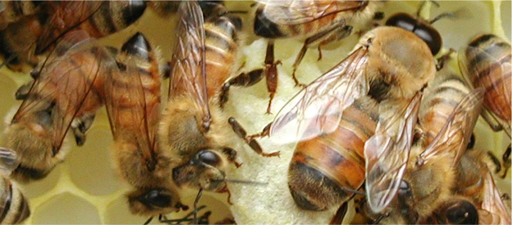 ミツバチ図鑑-ミツバチの社会 | 有限会社 大場養蜂園