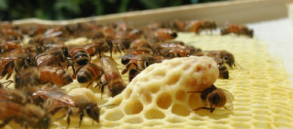 ミツバチ図鑑-ミツバチの社会 | 有限会社 大場養蜂園