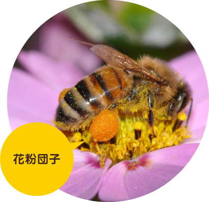 ミツバチ図鑑-ミツバチの贈り物 | 有限会社 大場養蜂園